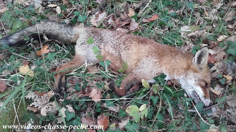 Chasse au renard