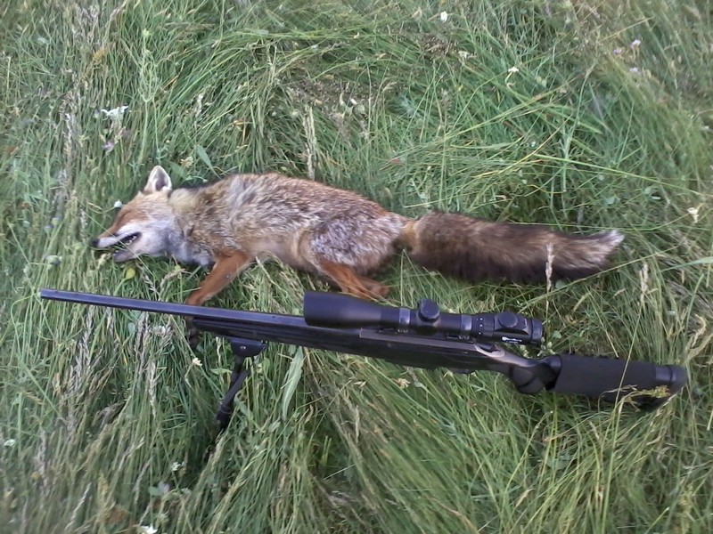 Chasse au renard  l'afft