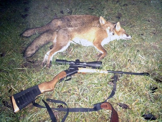 Chasse au renard