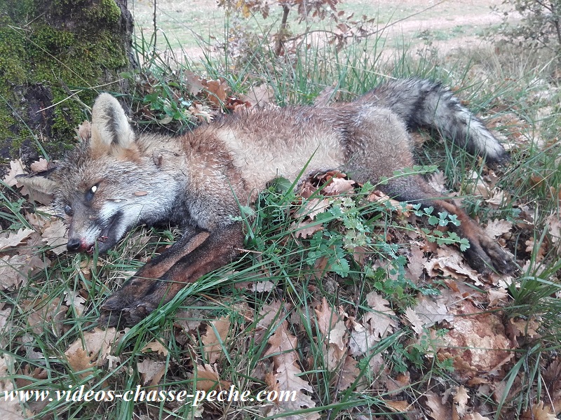 Chasse au renard