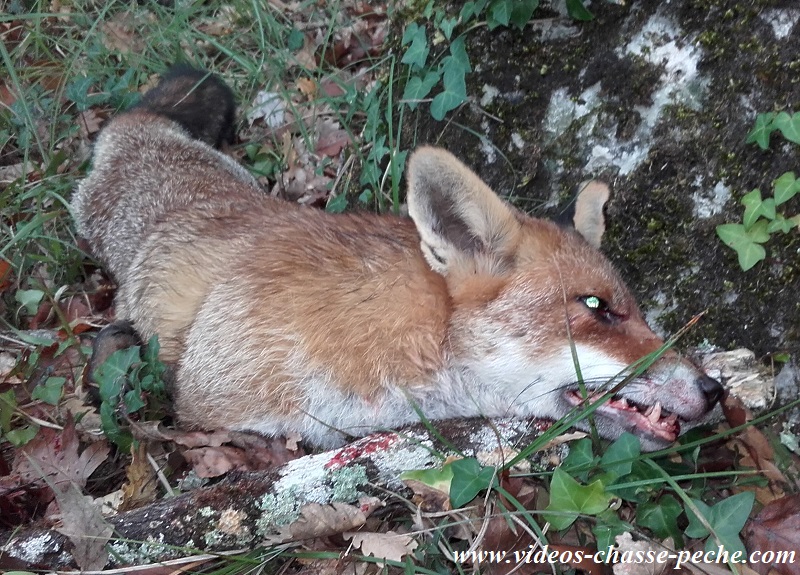 Battue au renard