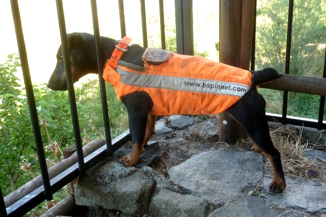 Gilet de protection pour chien de sanglier BS Planet