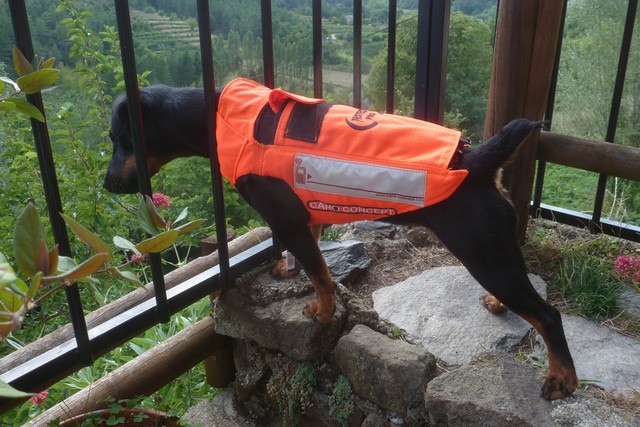 Gilet de protection pour chien de sanglier Cano Pro