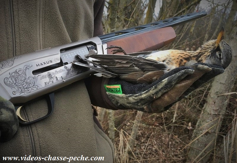 chasse à la grive chasse à la grive