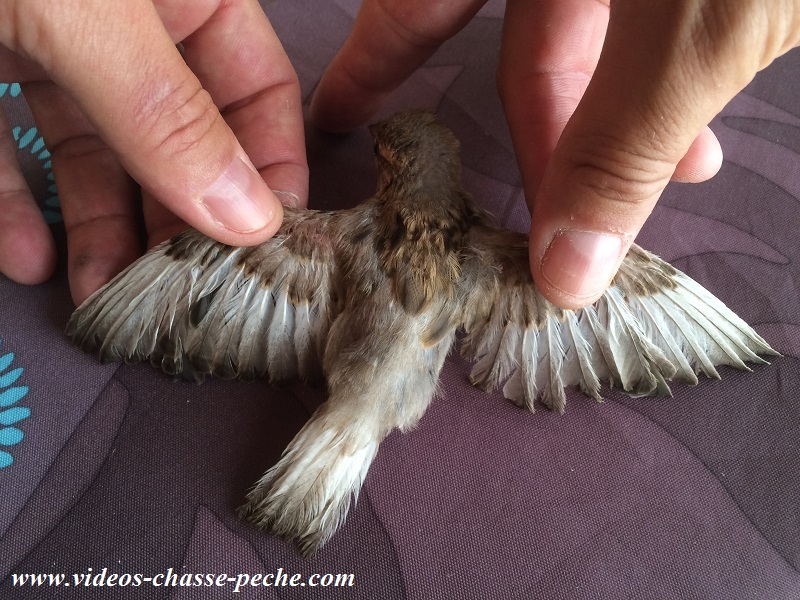 moineau blanc