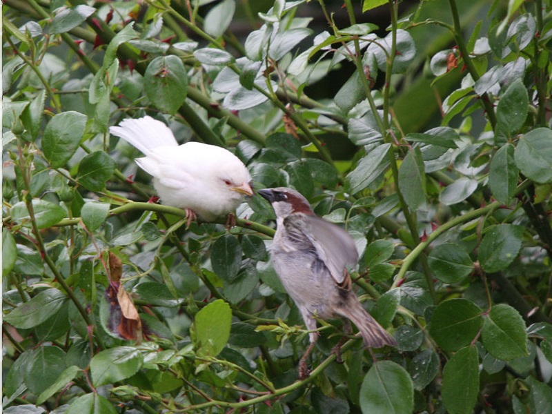 Moineau blanc albinos