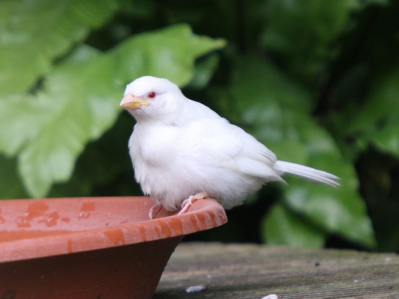 Moineau blanc albinos