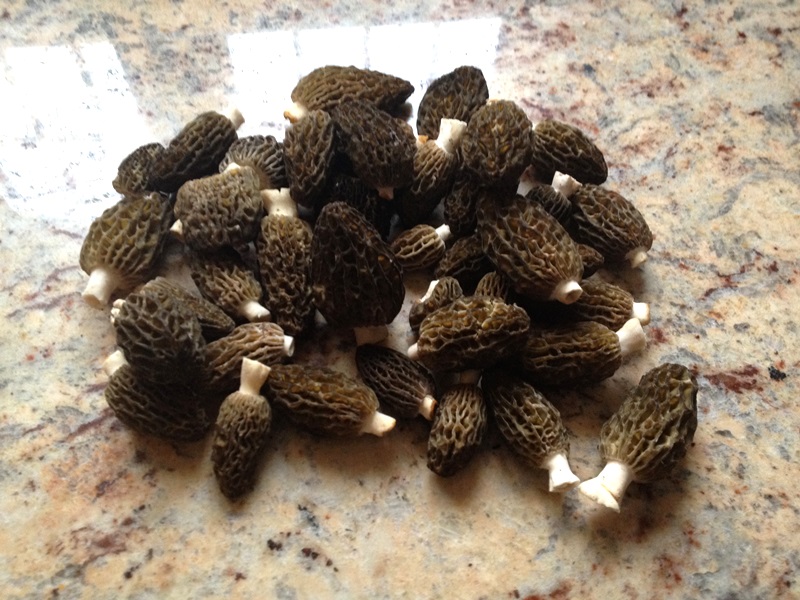 morilles