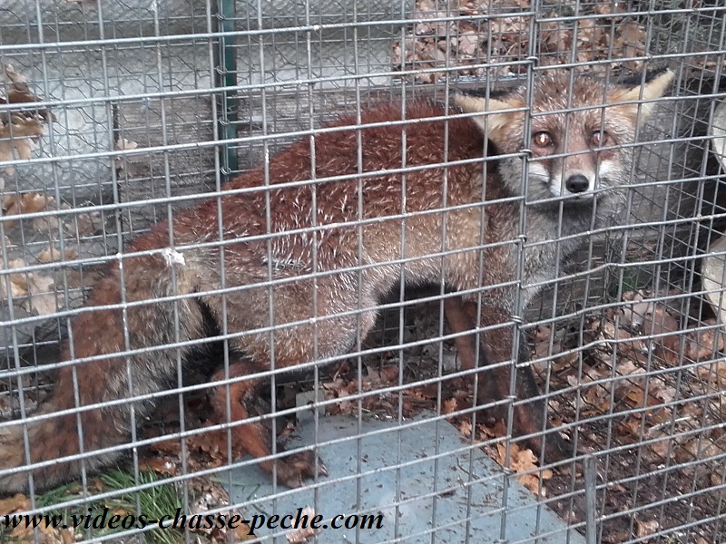 Piégeage renard