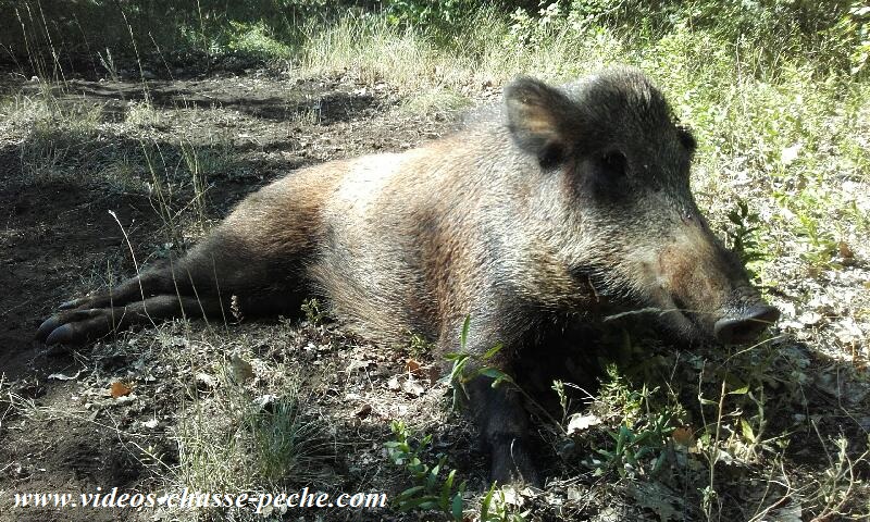 chasse sanglier prouverture