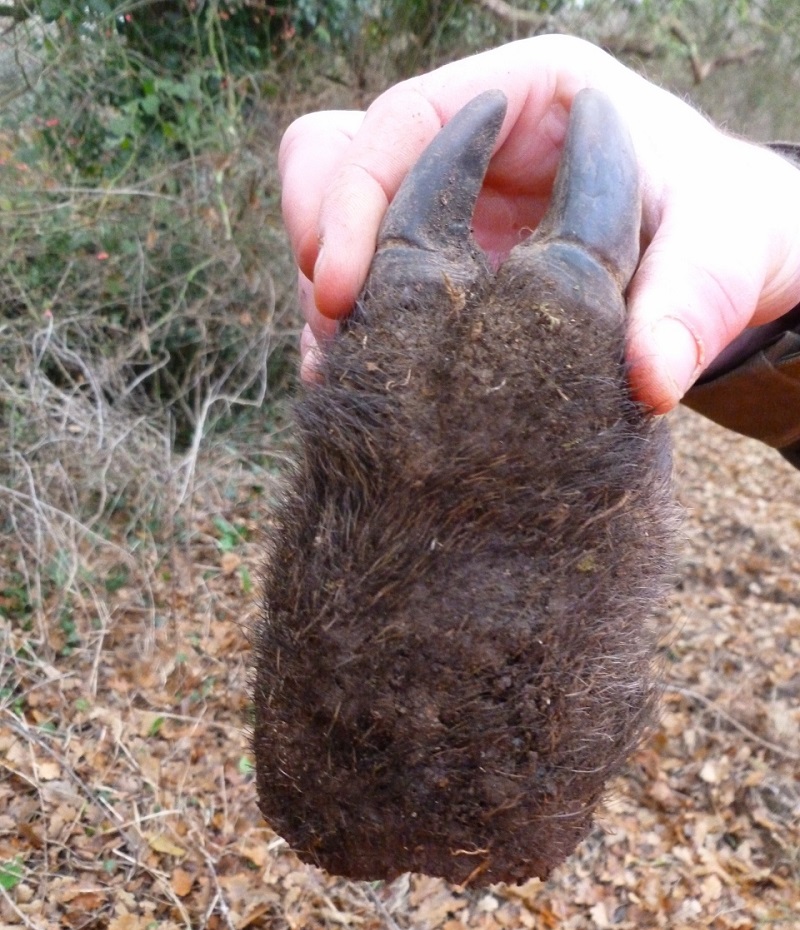 Sanglier à trois pattes