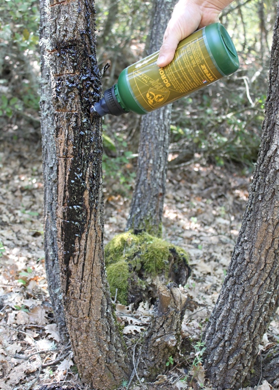 Comment utiliser du goudron pour la chasse du sanglier? 