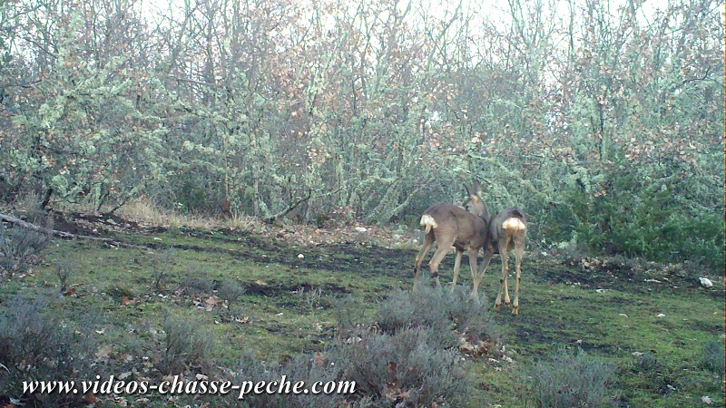 accouplement chevreuil