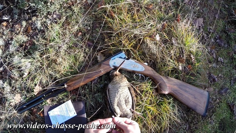 Vidéo Chasse à la bécasse Vidéo Chasse à la bécasse