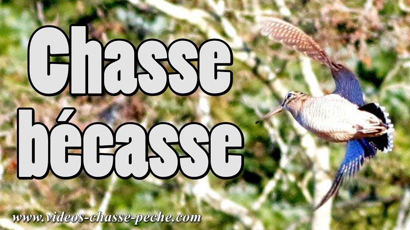 chasse bcasse 2017