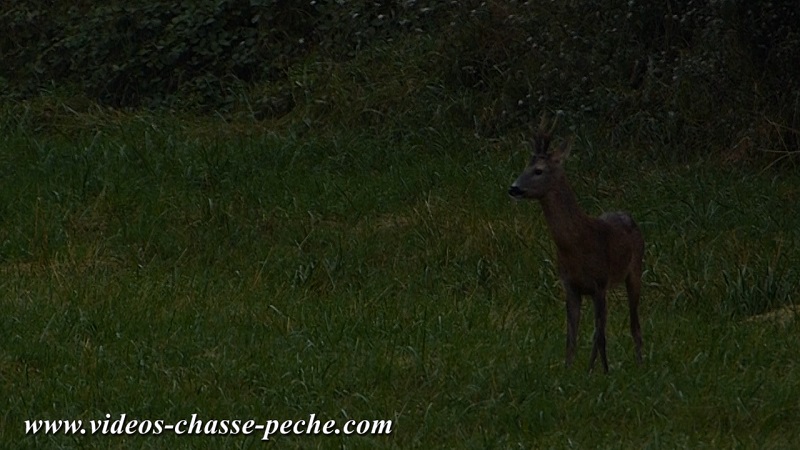 chasse chevreuil