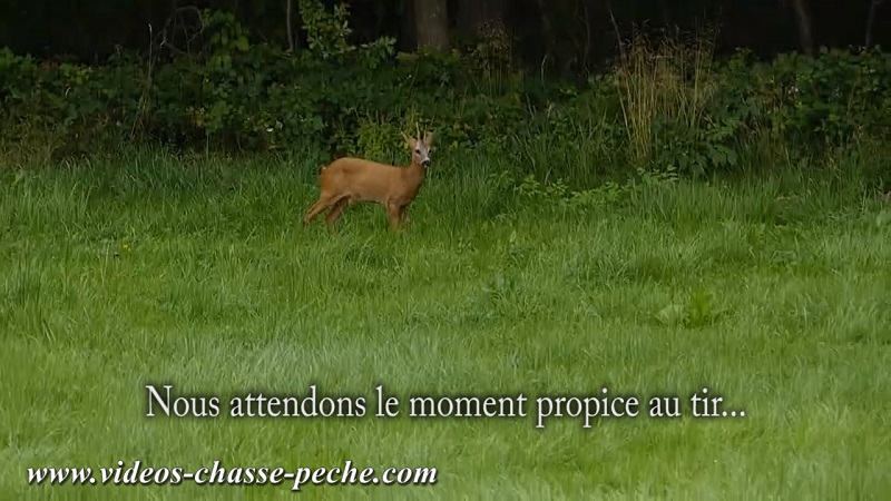 chasse chevreuil