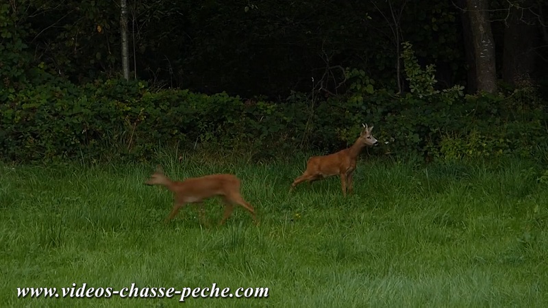 chasse chevreuil