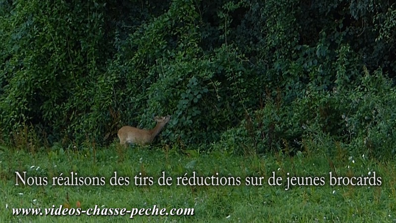 chasse chevreuil