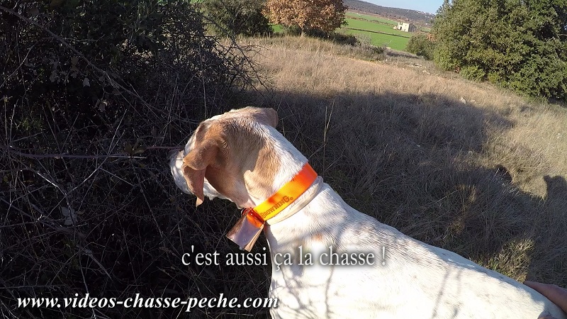 Chasse au faisan