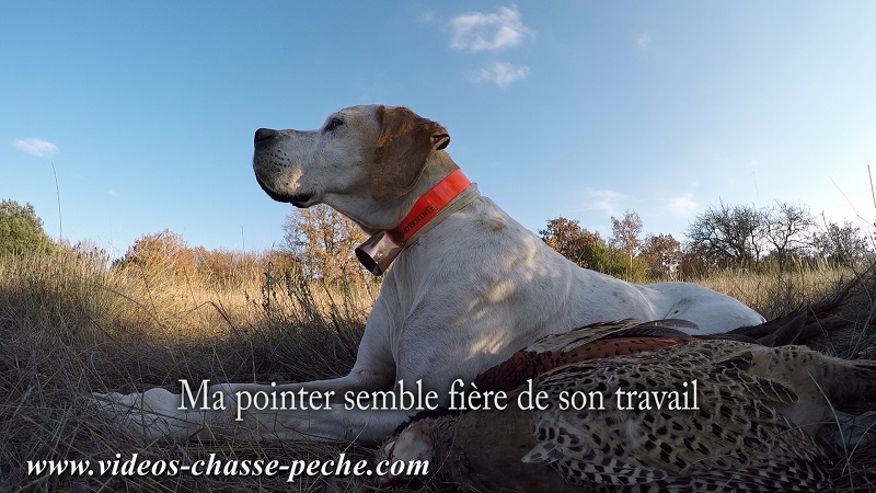 Chasse au faisan