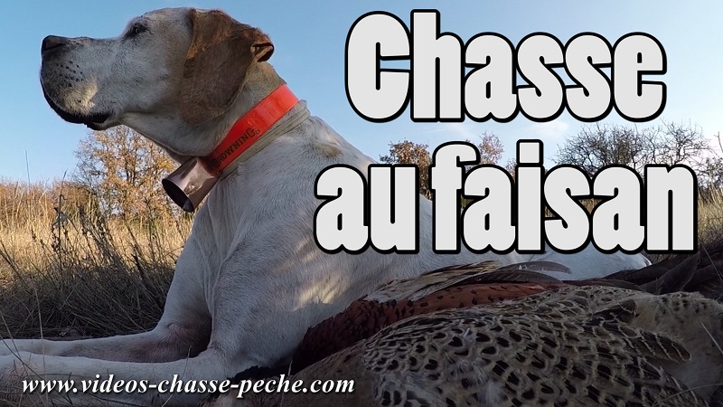 Chasse au faisan