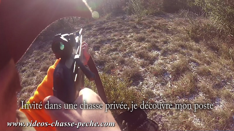 Chasse au sanglier