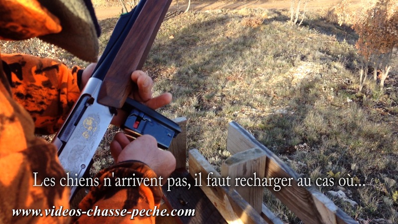 Chasse sanglier en battue