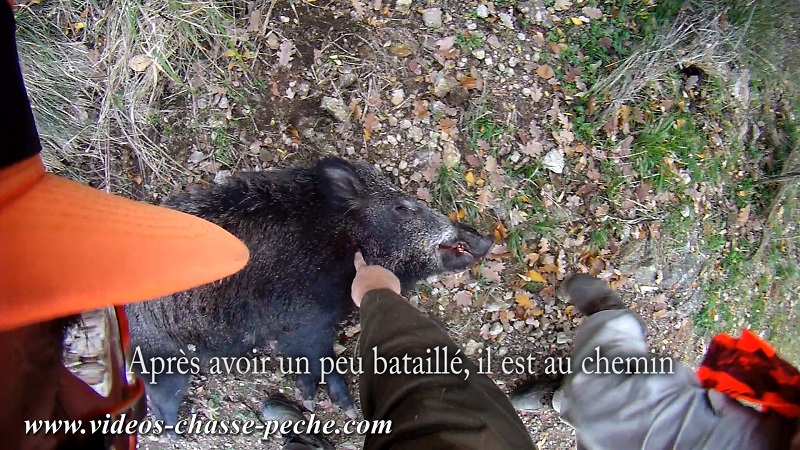 chasse au sanglier 2016