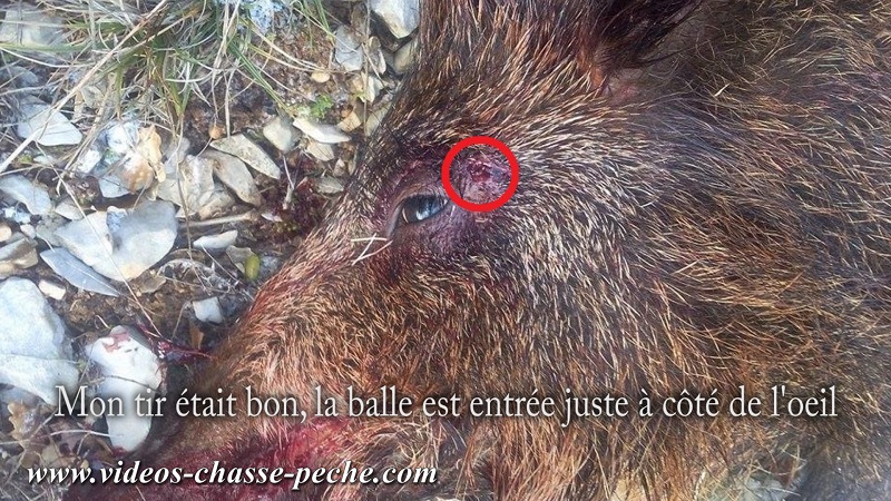 Chasse au sanglier