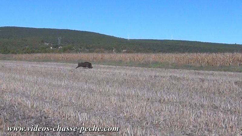 chasse au sanglier