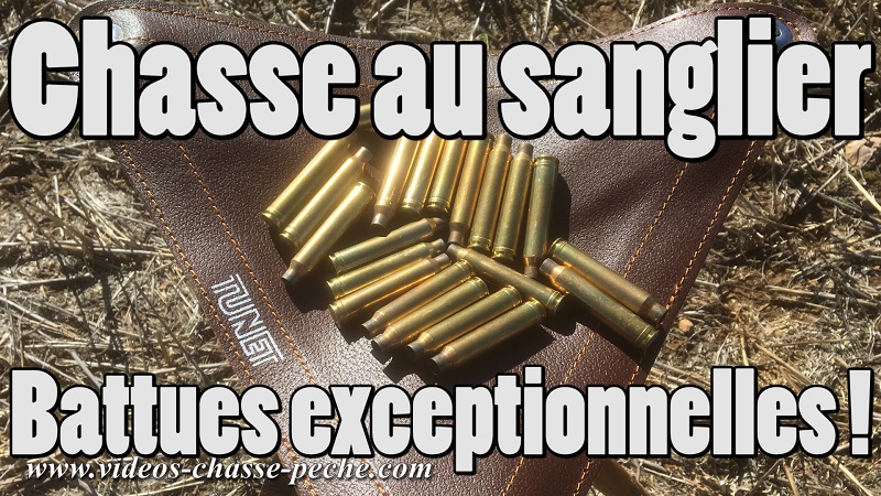 chasse sanglier