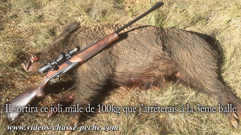 chasse sanglier