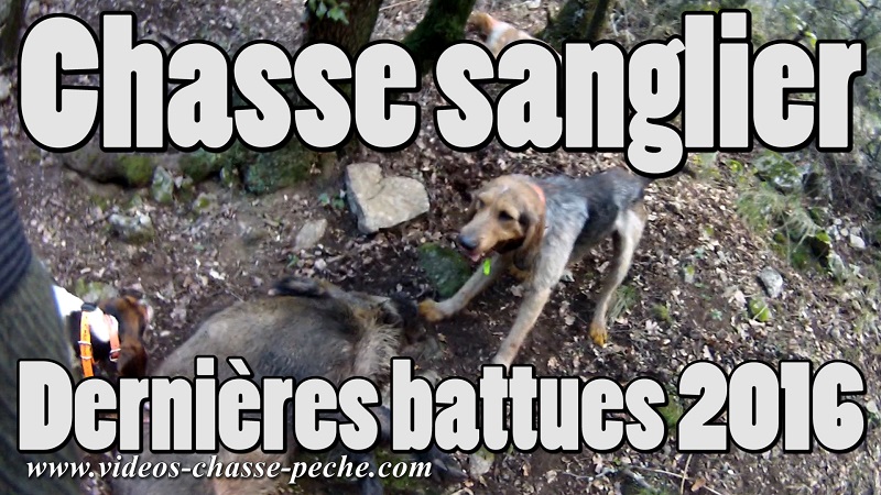 Chasse au sanglier