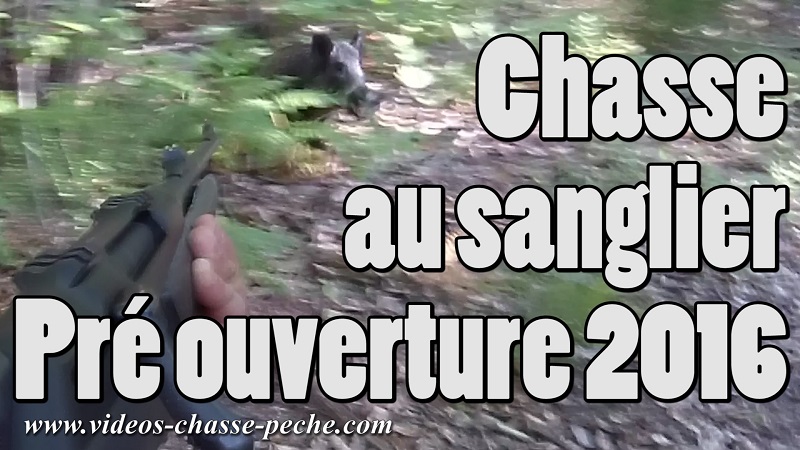 chasse sanglier pr ouverture 2016