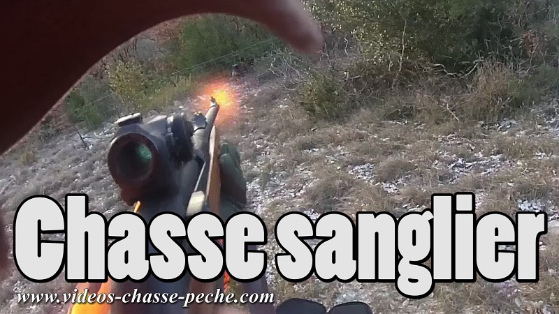 Chasse au sanglier