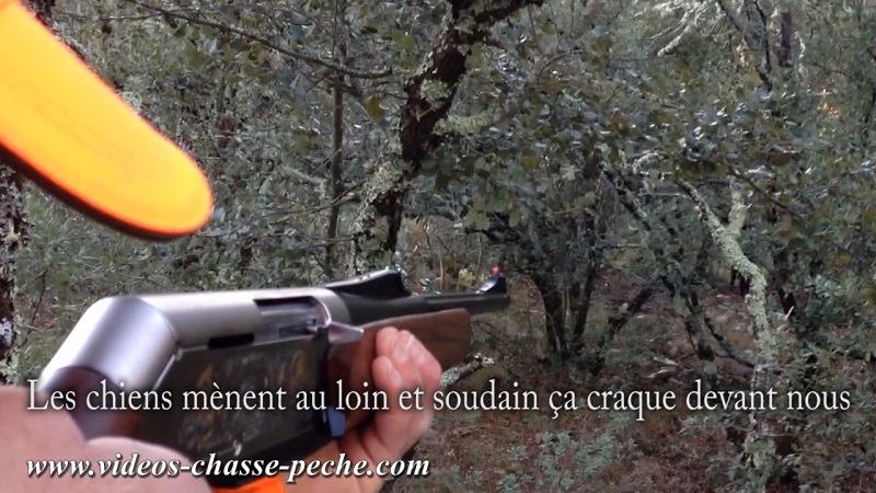 Chasse au sanglier