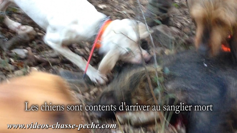 Chasse au sanglier