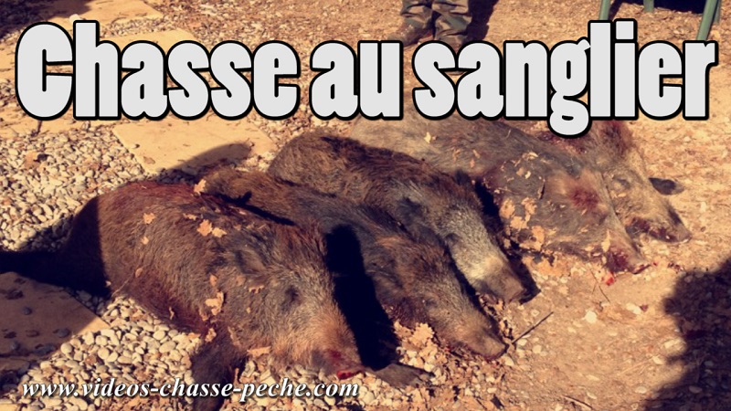 Chasse au sanglier