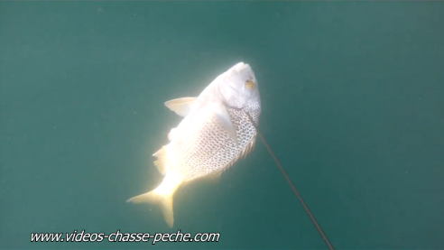 chopa spearfishing