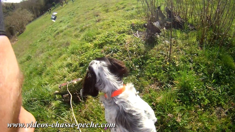 Vidéo Dressage chien Setter Anglais (débourrage) Vidéo Dressage chien Setter Anglais (débourrage)