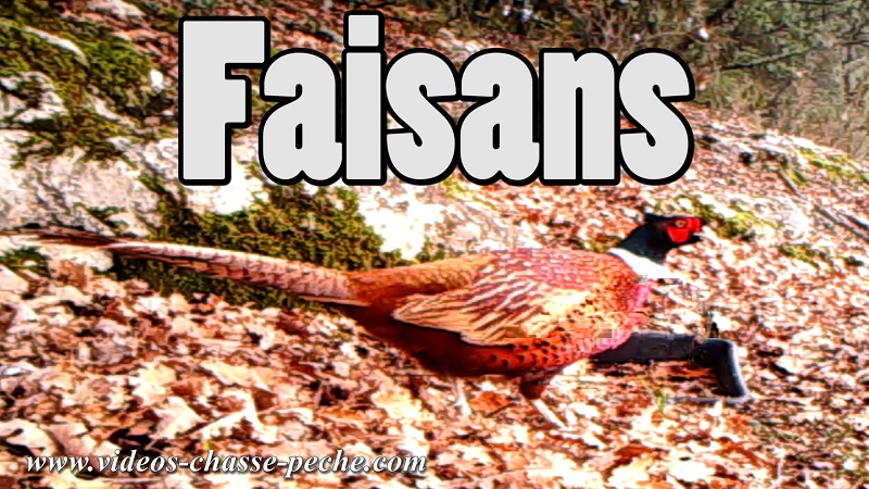 Faisans