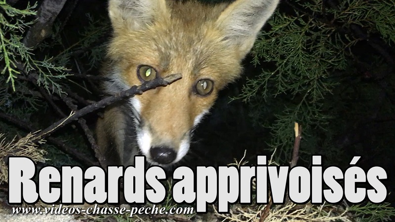 renards apprivoiss