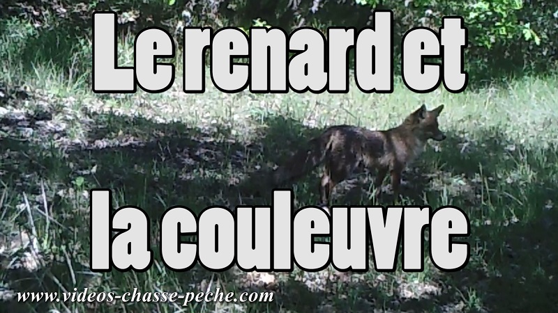 renard