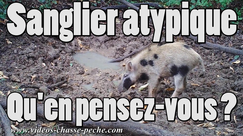 Sanglier atypique