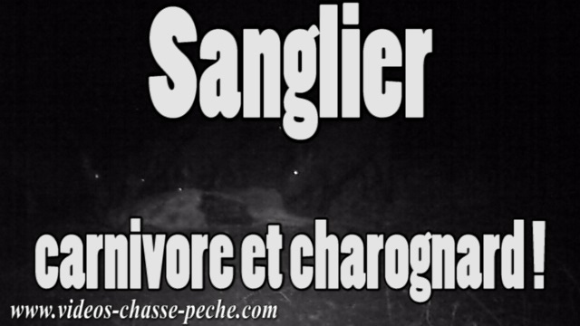 compagnie sangliers