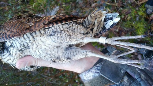 Bécasse baguée