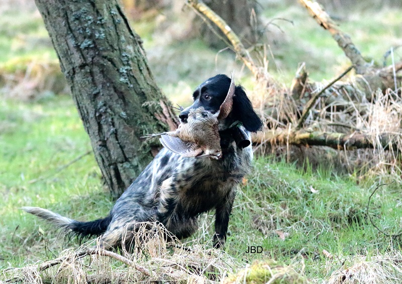 Setter Anglais au rapport sur bécasse Setter Anglais au rapport sur bécasse