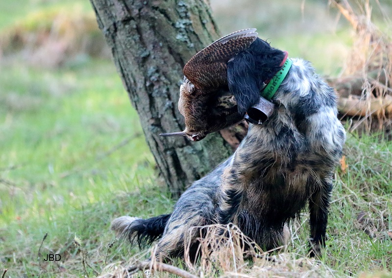 Setter Anglais au rapport sur bécasse Setter Anglais au rapport sur bécasse