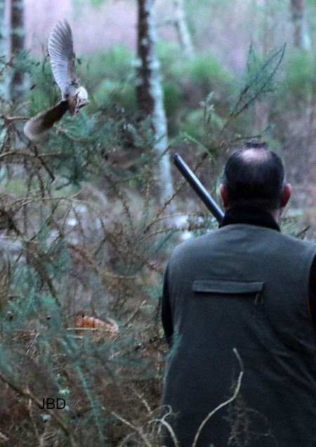 Chasseur et bécasse en vol
